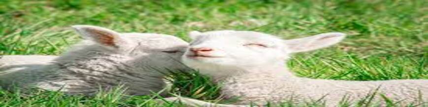 img cate