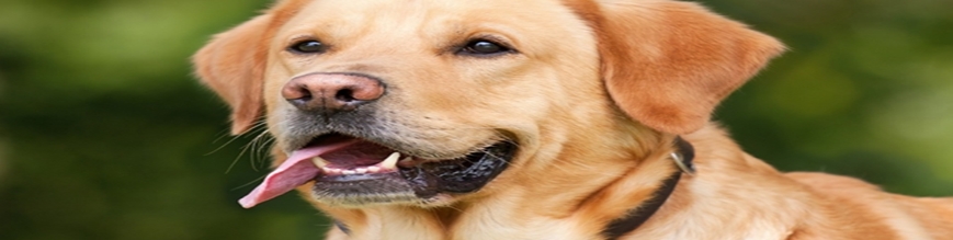 img cate