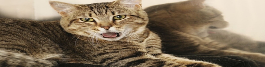 img cate